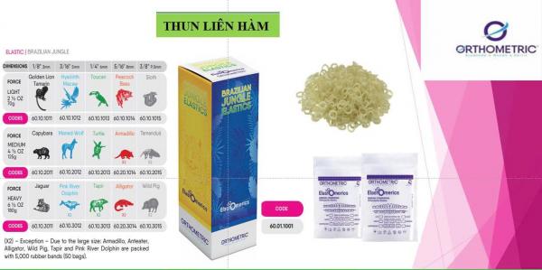 Thun liên hàm Brazil (ORTHOMETRIC)